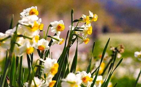 水仙花不開花的歇后語(yǔ)