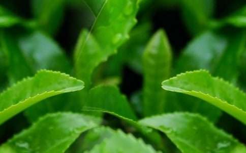 茶葉信貸項目可行性報告