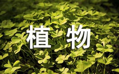 植物歇后語
