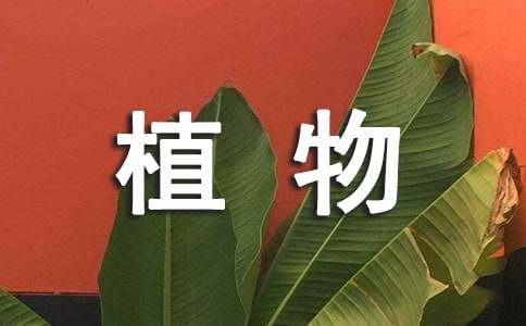 描寫植物的優秀小學作文:令人敬佩的綠蘿