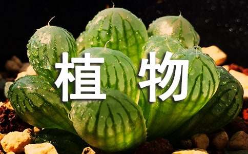 植物歇后語