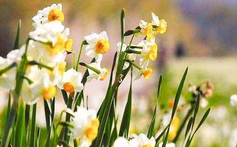 水仙花不開花的歇后語